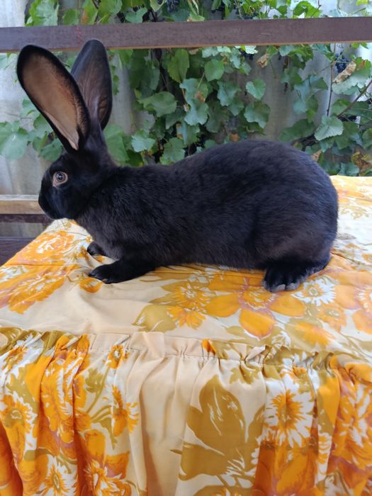 Продам кролі, кролики НСВ