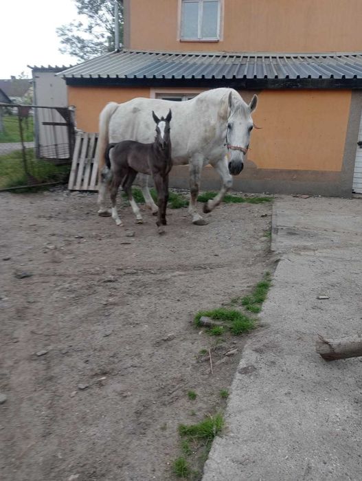 Sprzedam Klacze Rasa Śląska