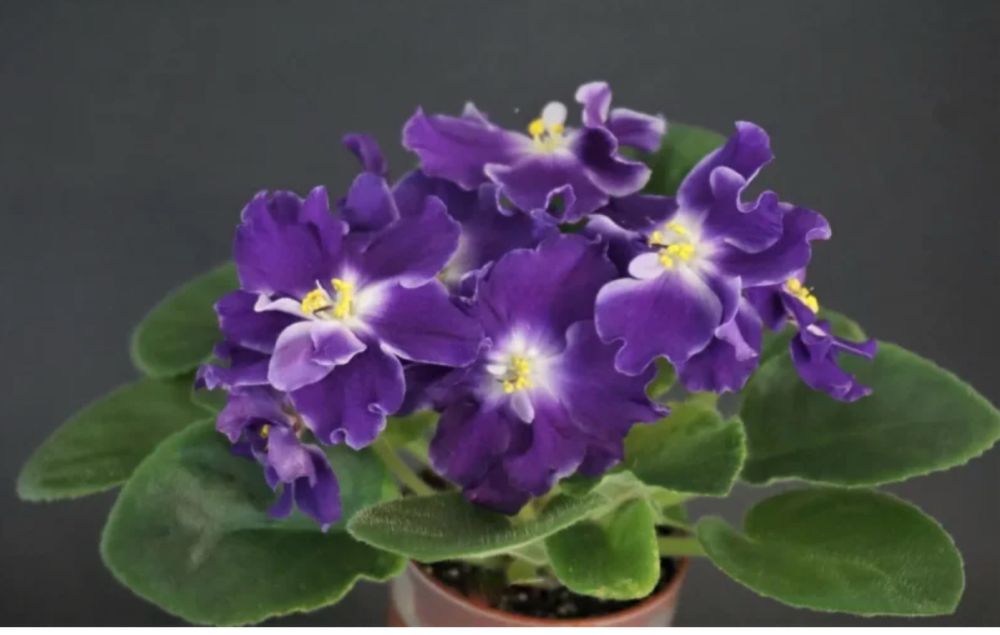 Розпродаж! Сортові фіалки: НАБІР листочків свіжозріз! Сенполія Оболонь