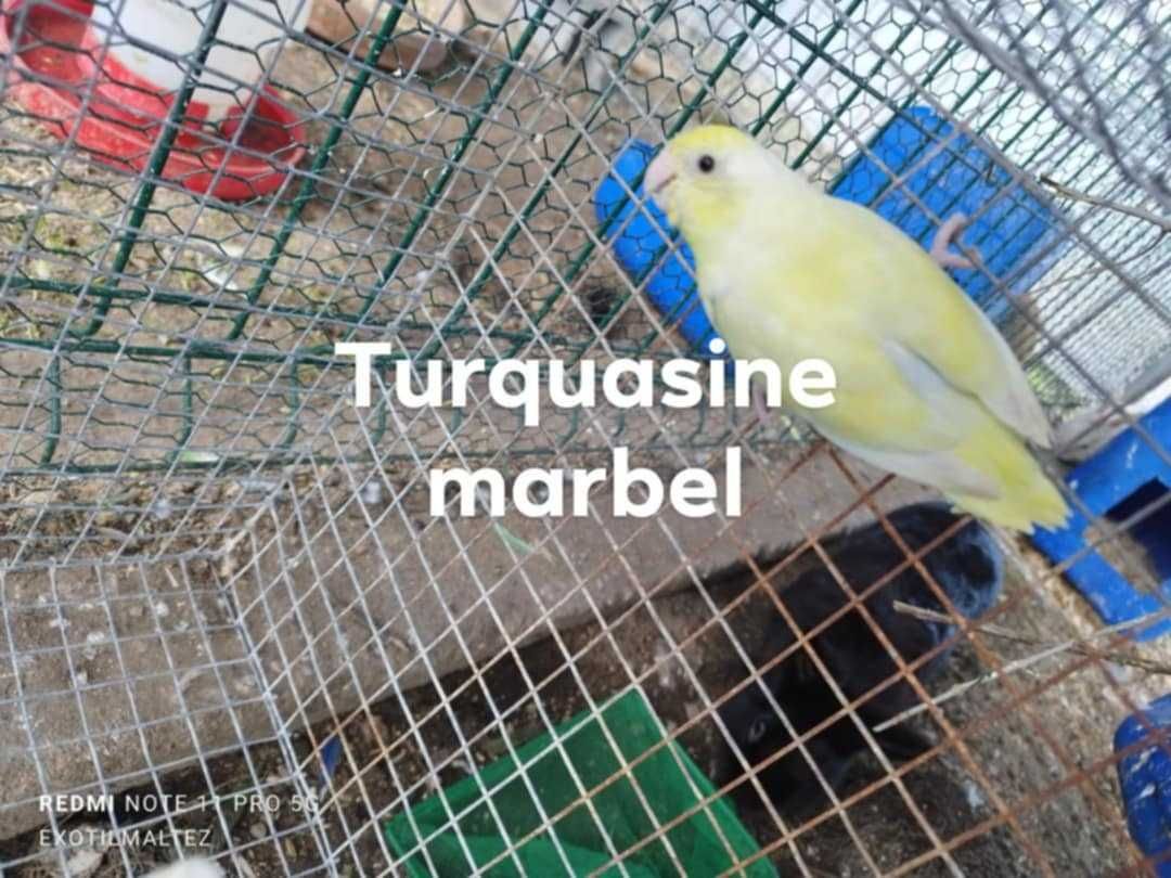 Forpus várias cores