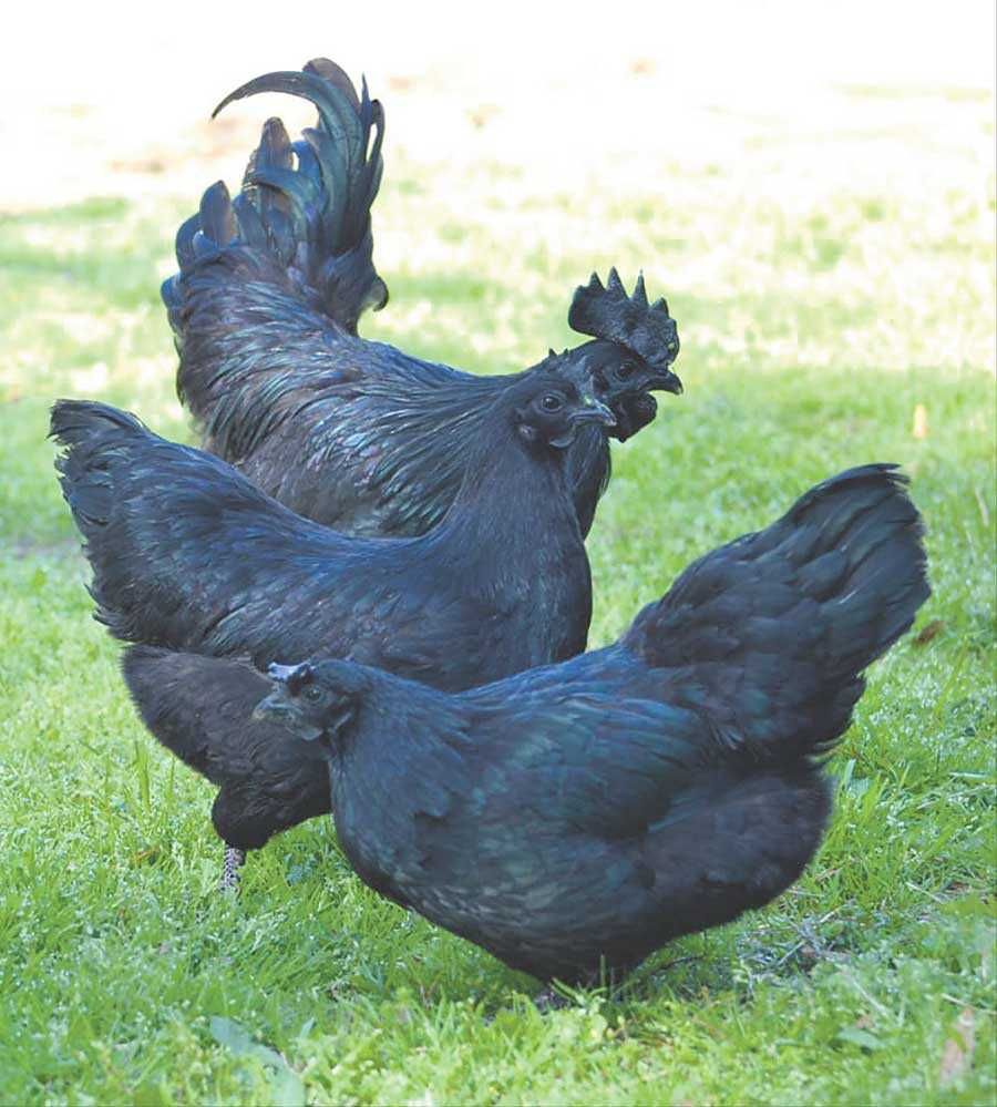 Sprzedam jajka lęgowe -Ayam Cemani - Czarna kura, czarne kości i mięso