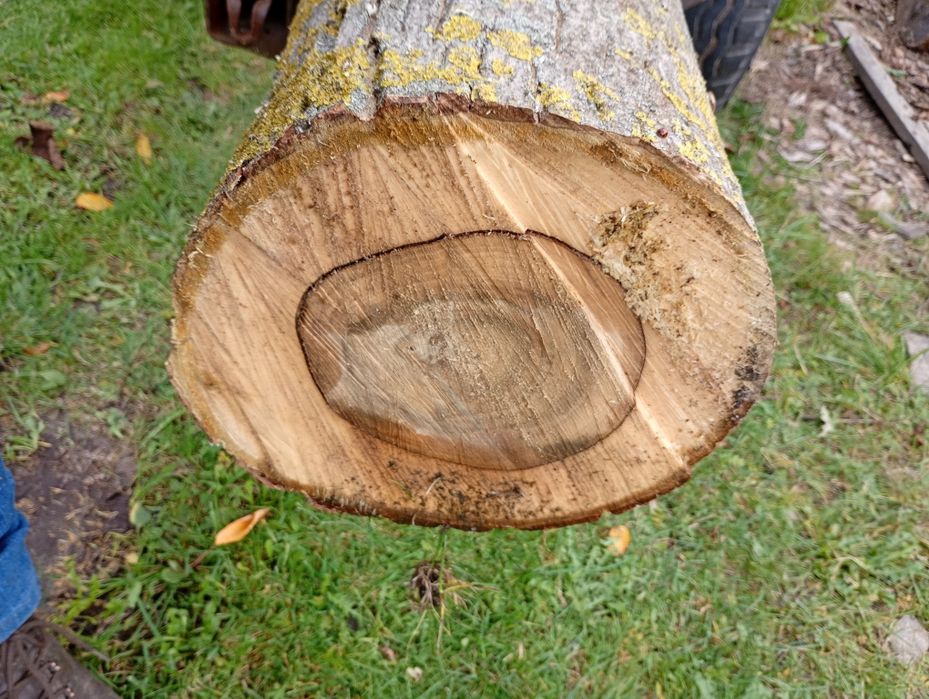 Orzech włoski w klocu