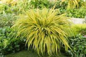 Trawa Bambusowa Hakonechloa Aureola cena 30 zł
