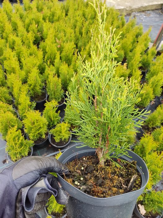 Туя смарагд, ялівець, барбарис, гібіскус, хакуро, кампсис