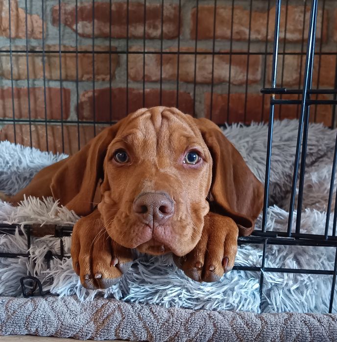 Szczenię Wyżeł Węgierski ZKwP FCI