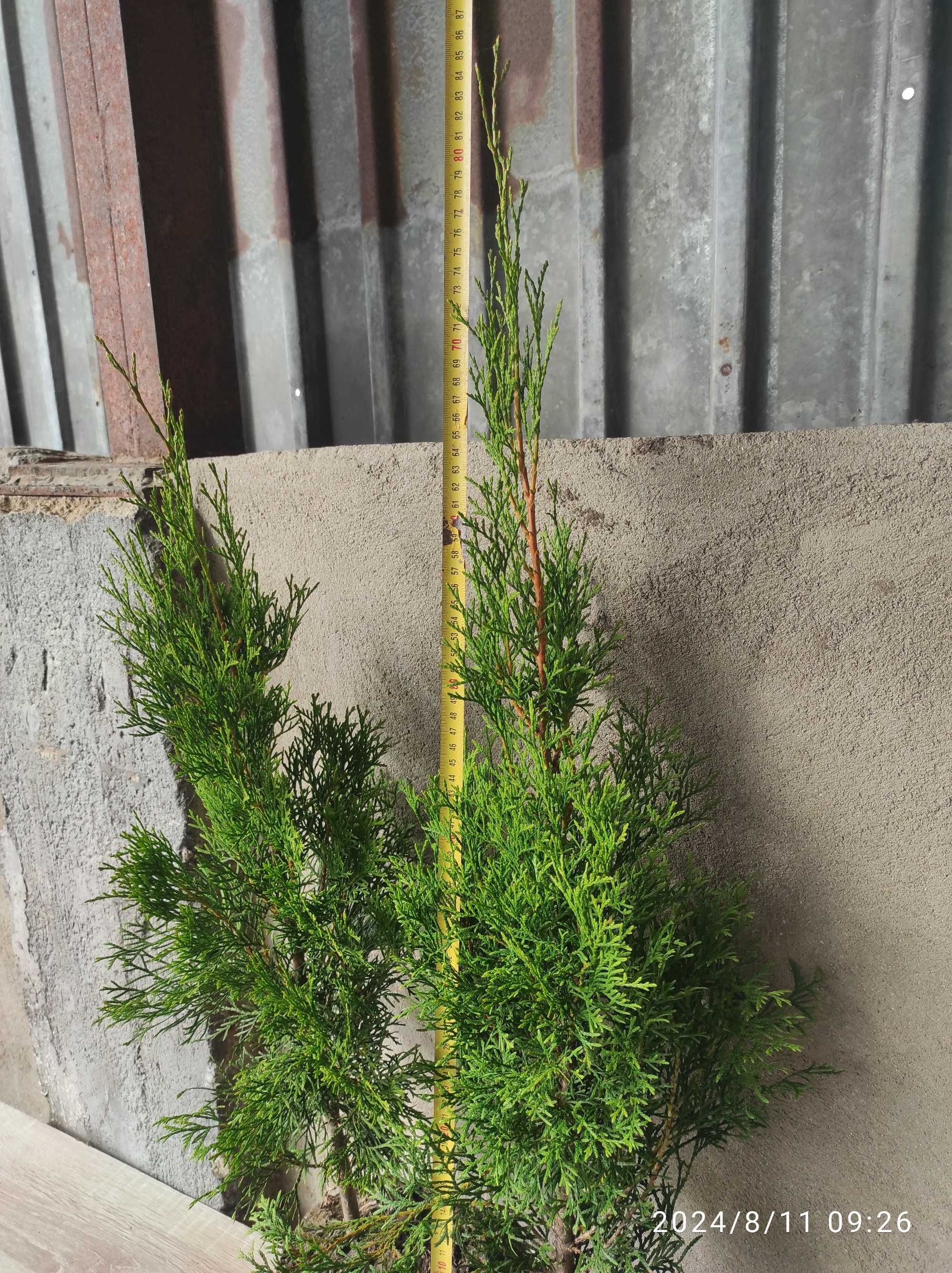 Tuje szmaragd 60cm