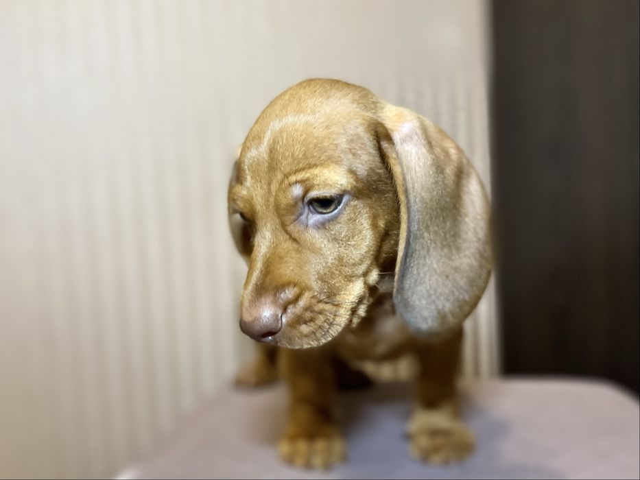 Чистокровна такса, чорна рижа руда