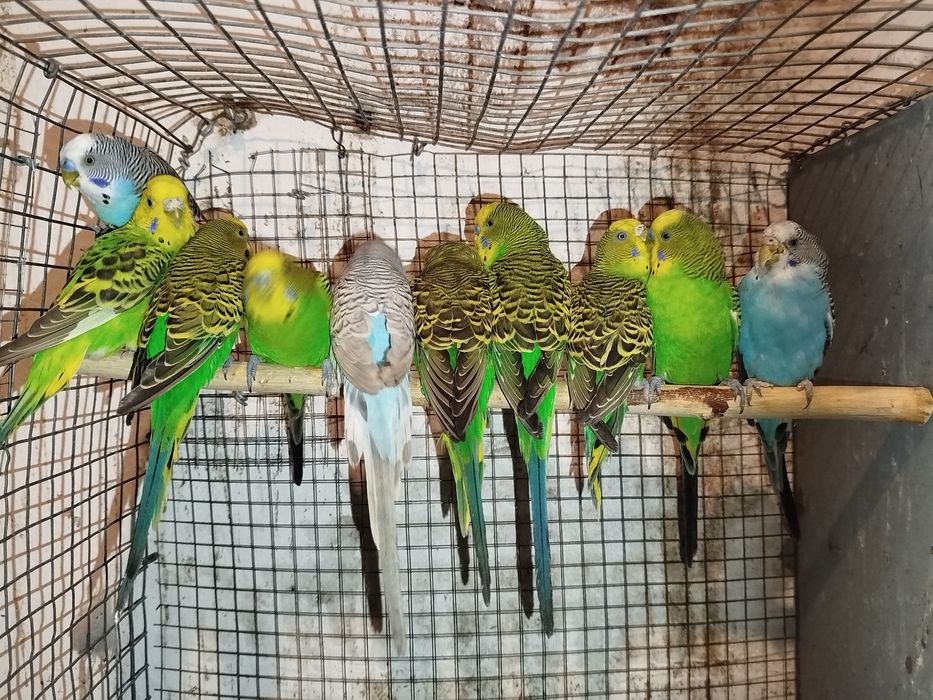 Piriquitos australianos