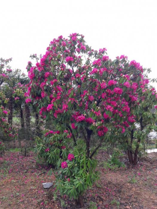 Rhododendron cor rosa