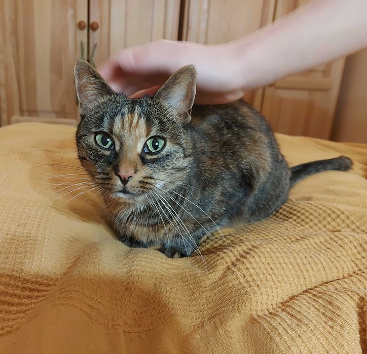 Kotka Marcelinka do adopcji