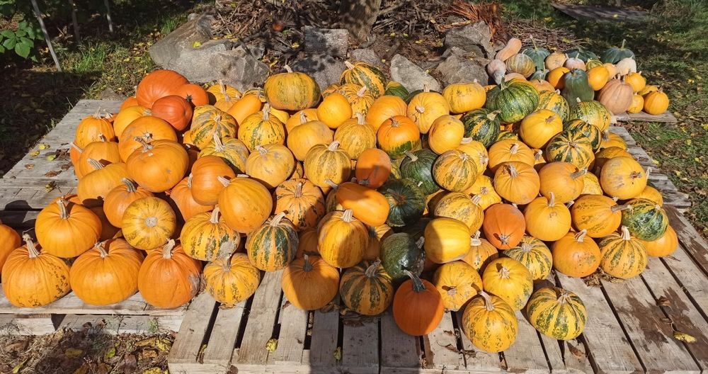 Гарбузи/Тыква для Хелловін/Halloween