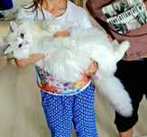 Piękna 2 letnia kotka Ragdoll blue bicolor lynx,  rodowód FPL