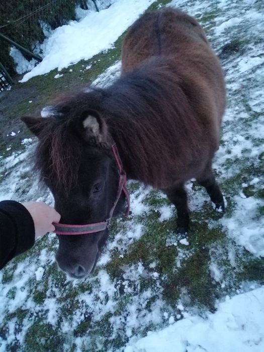Spokojna klacz z rodowodem