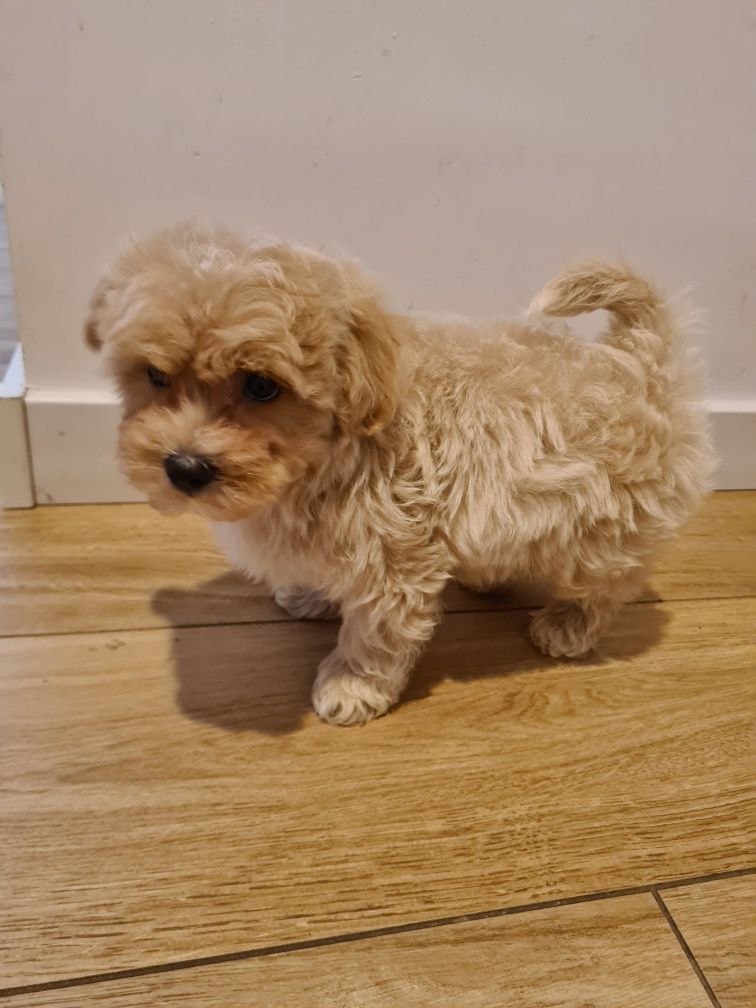 Maltipoo chłopczyk!