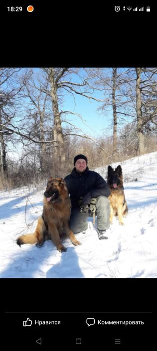 Щенки немецкой овчарки