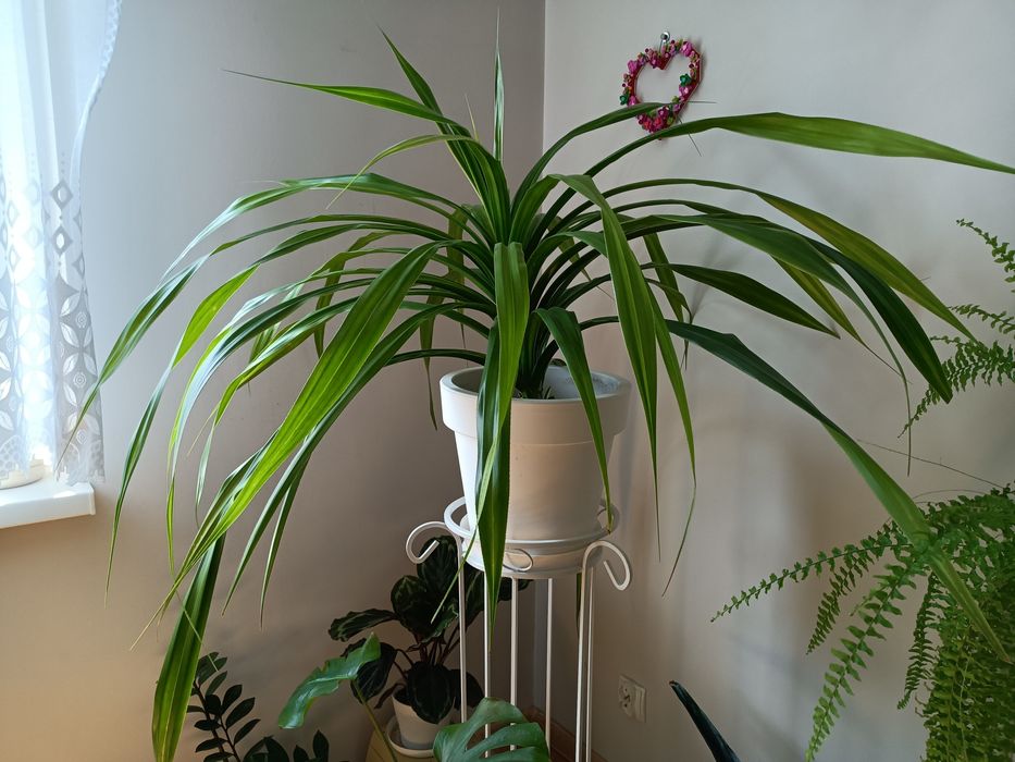 Egzotyczny kwiat domowy pandan pandanus