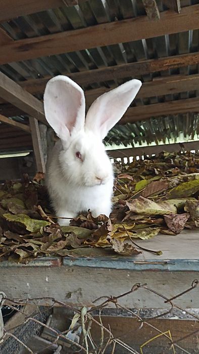 Бельгієць,самчик,кролі