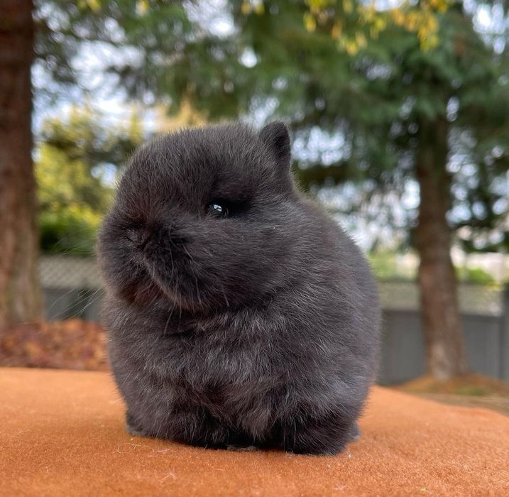 Mini Coelhos anões + gaiola nova + alimentação adequada