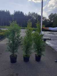 Thuja occidentalis Brabant Co10 litrów (140 - 160cm)