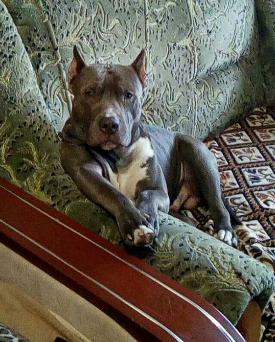 Пітбуль шукає дівчинку для в'язки