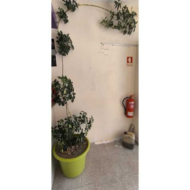 Chefeia (Planta)