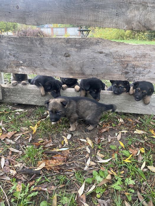 Щенки немецкой овчарки