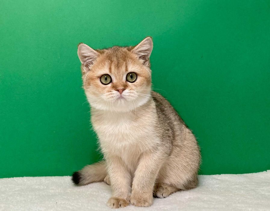 Золота шотландська дівчинка, схожа на рис!