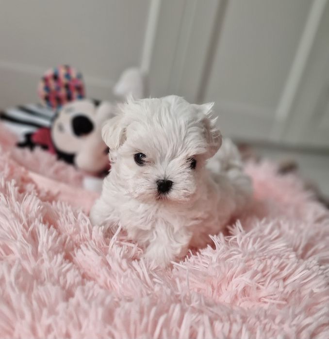 Maltańczyk SUCZKA FCI ZKwP