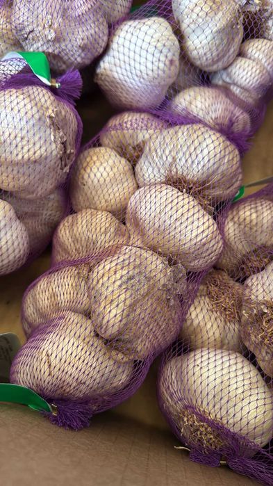 Alho roxo de semente nacional