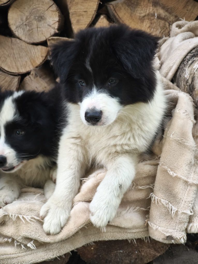 Border Collie Czarno Biały Samiec