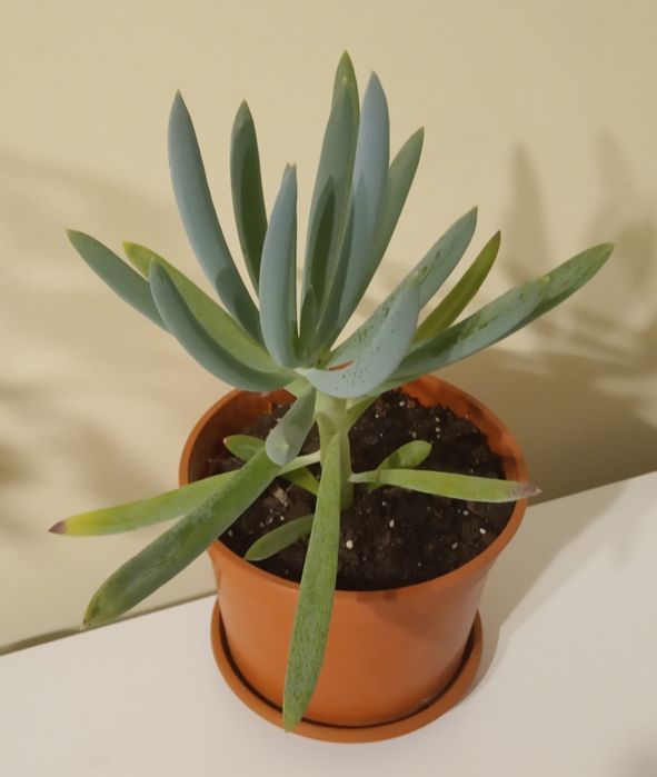Senecio Aquarine Mount Everest sadzonka