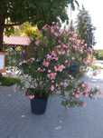 Oleander doniczkowy
