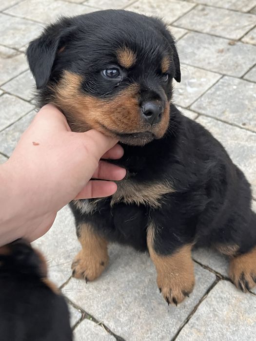 Szczeniak suczka rasy Rottweiler