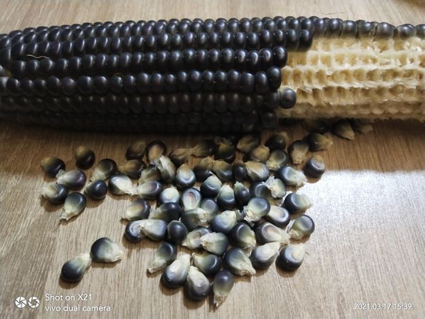Продам семена черной кукурузы лечебной Перуанской