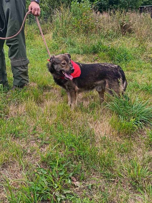 Віддам в добрі руки