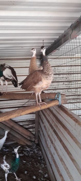 Vendo Pavões de Várias Mutações