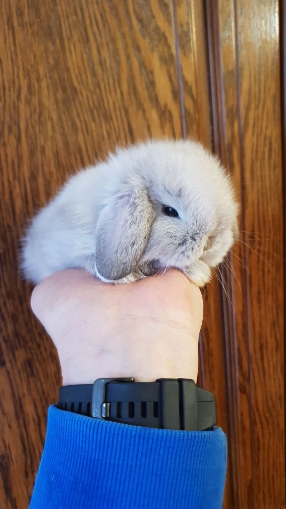 Królik Króliczek Mini Lop Króliki Króliczki Cudowne Maluchy Dowóz