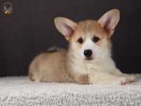 Welsh Corgi Pembroke ZKwP FCI po CH.PL rezerwacja