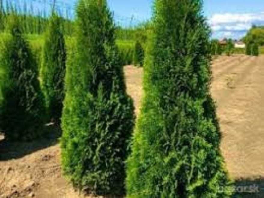 Tuje Szmaragd Wysokie 1,6 m 2m 2,2m 2,4m ŚLĄSK dostawa gratis  SADZIMY