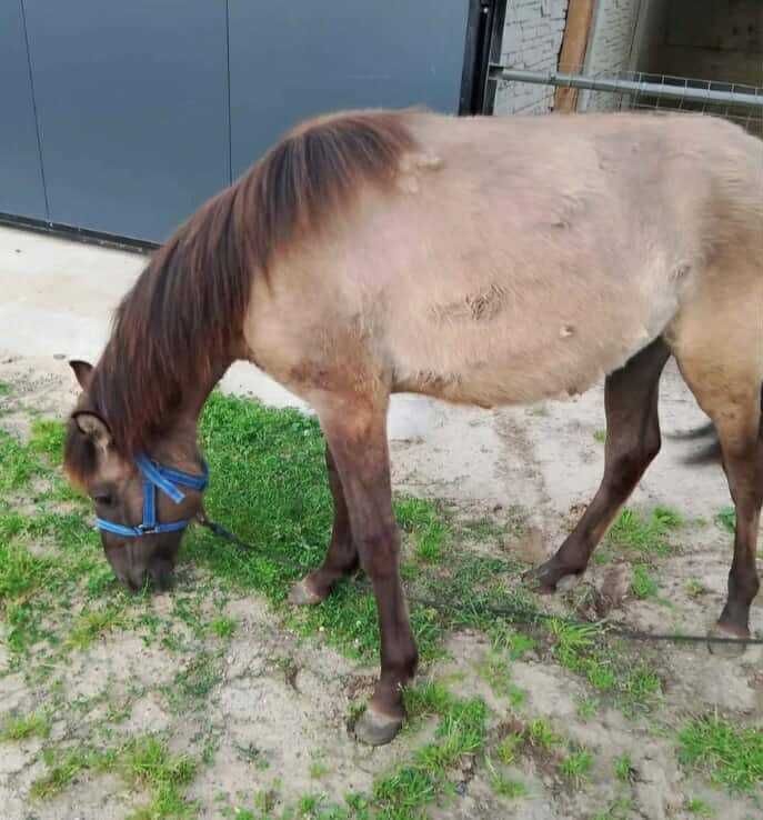 Konik Polski roczny