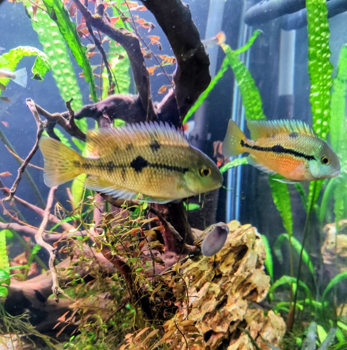 Pielęgnice  Nikaraguańskie  (Hypsophrys Nicaraguensis)