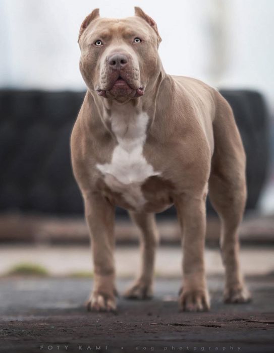American Bully XL! Kolejne pokolenie po Grand Championach!