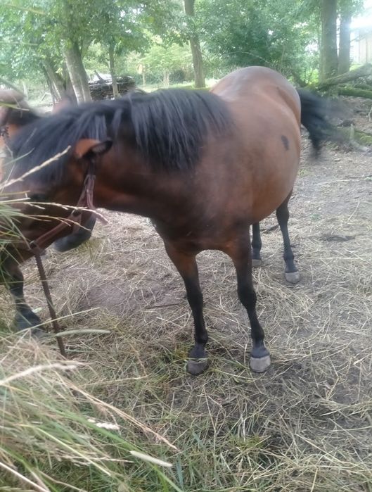 Klacz huculska źrebna