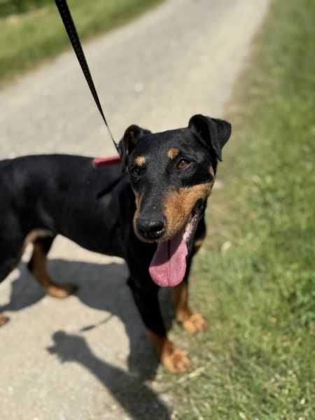 Suczka w typie jagterrier do adopcji