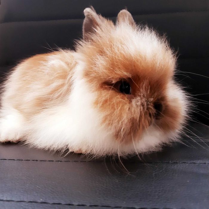 Карликовые мини кролики от породистых родителей звоните