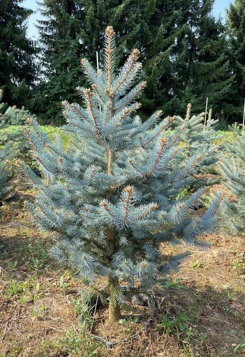 Świerk serbski / świerk srebrny w pojemniku