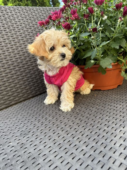 VIP мальтипу чіп паспорт