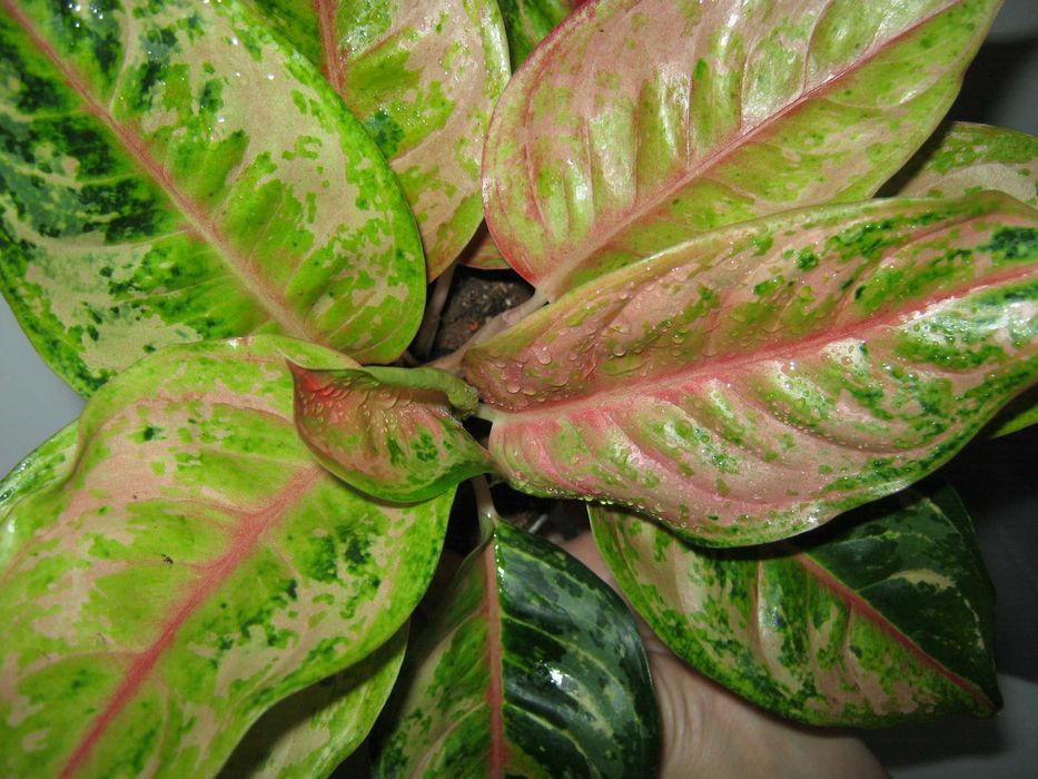 аглаонема филодендрон алоказия домашние декоративно лиственные цветы