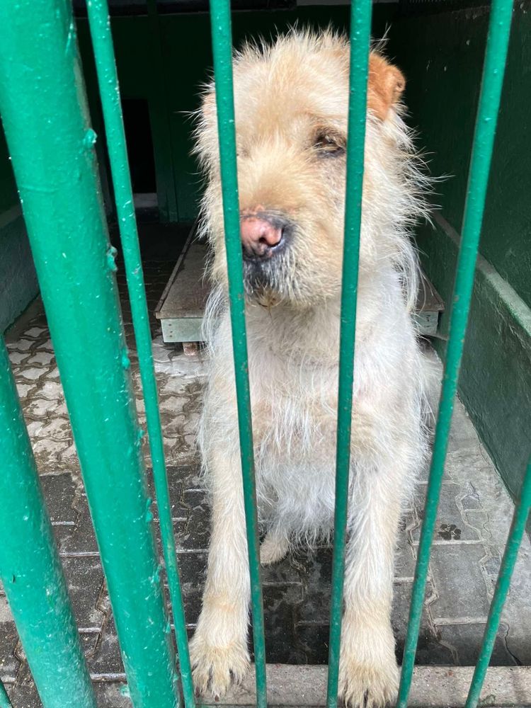 Drako w typie shar-pei szuka doświadczonego przewodnika