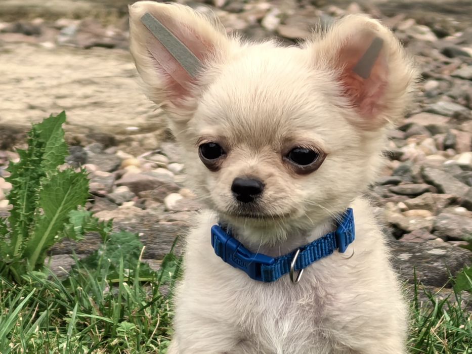 Chihuahua długowłosa - FANFAN TULIPAN